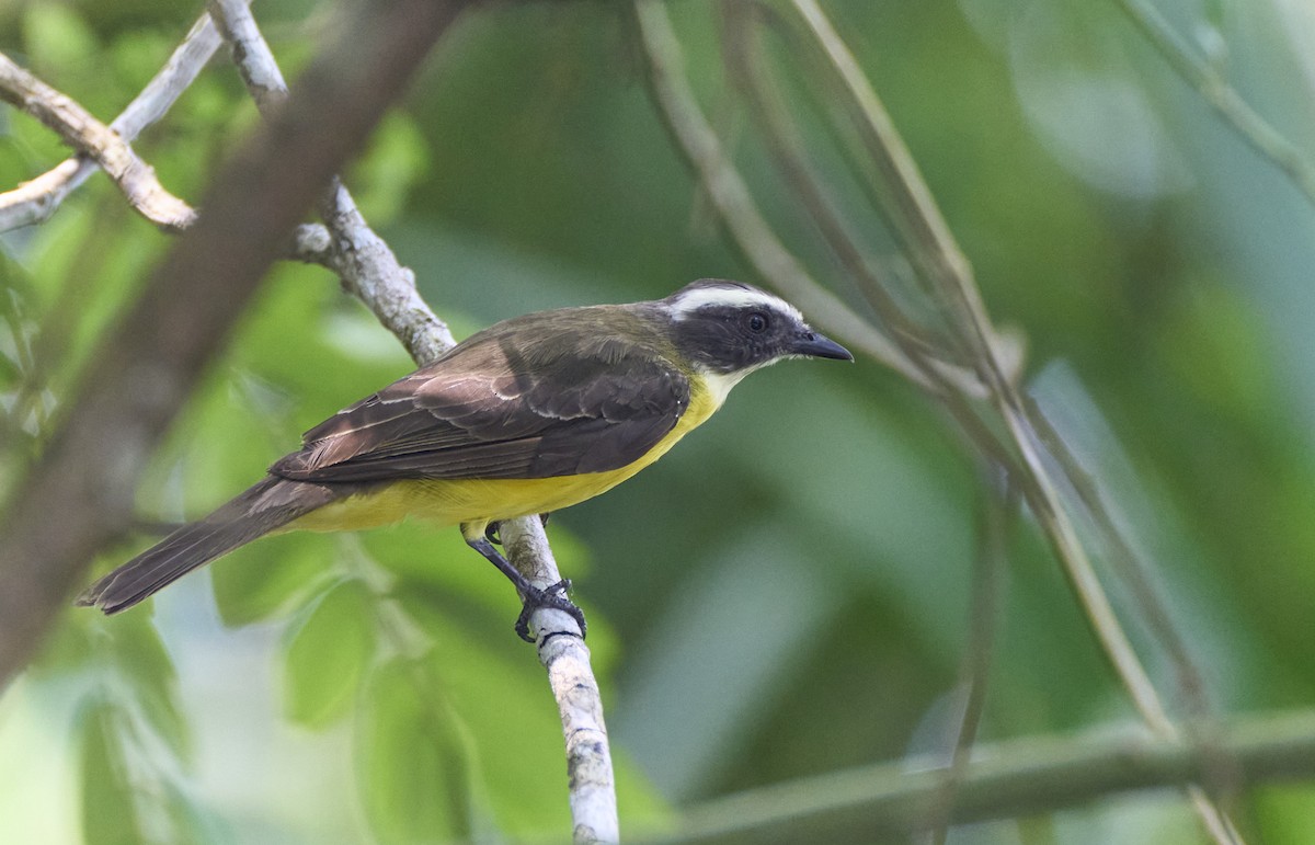 Lesser Kiskadee - ML637968041