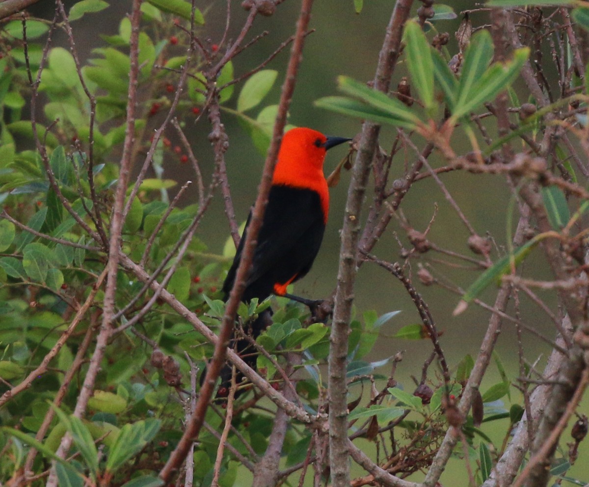 Scarlet-headed Blackbird - ML637968051