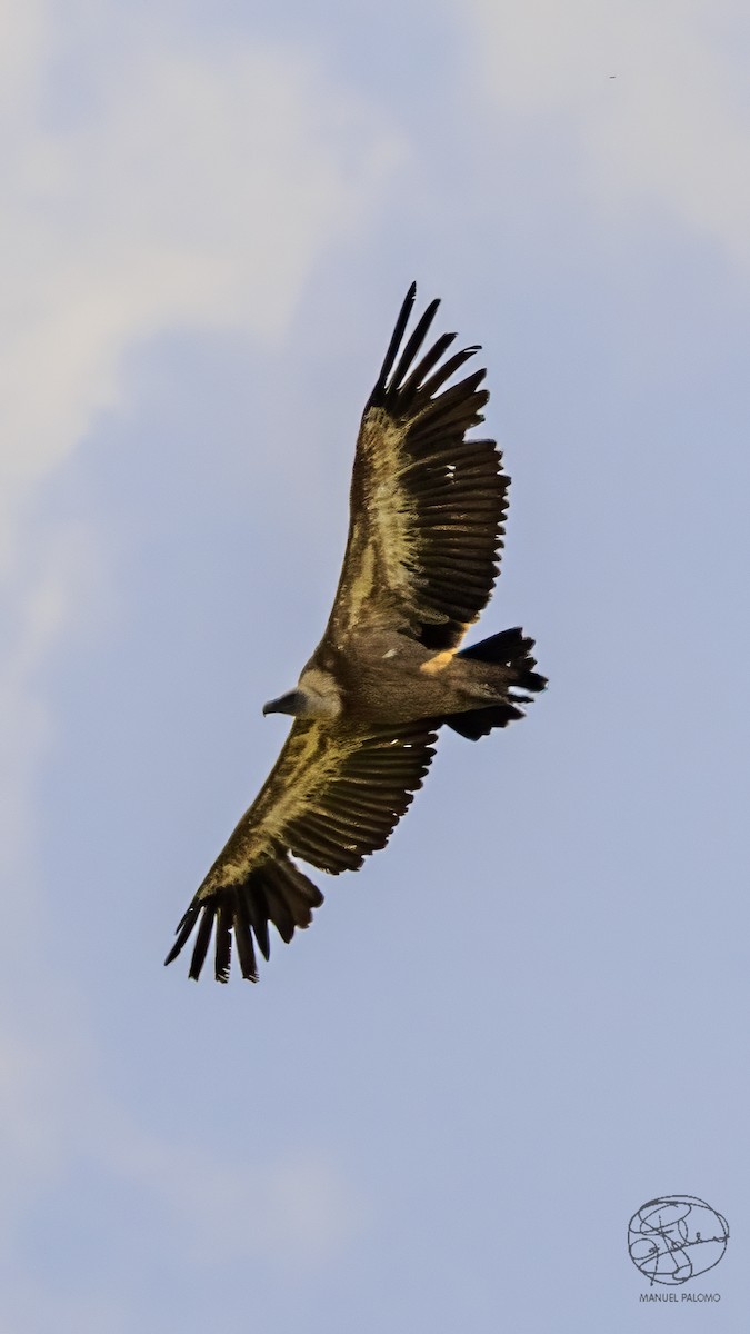 Eurasian Griffon - ML637968060