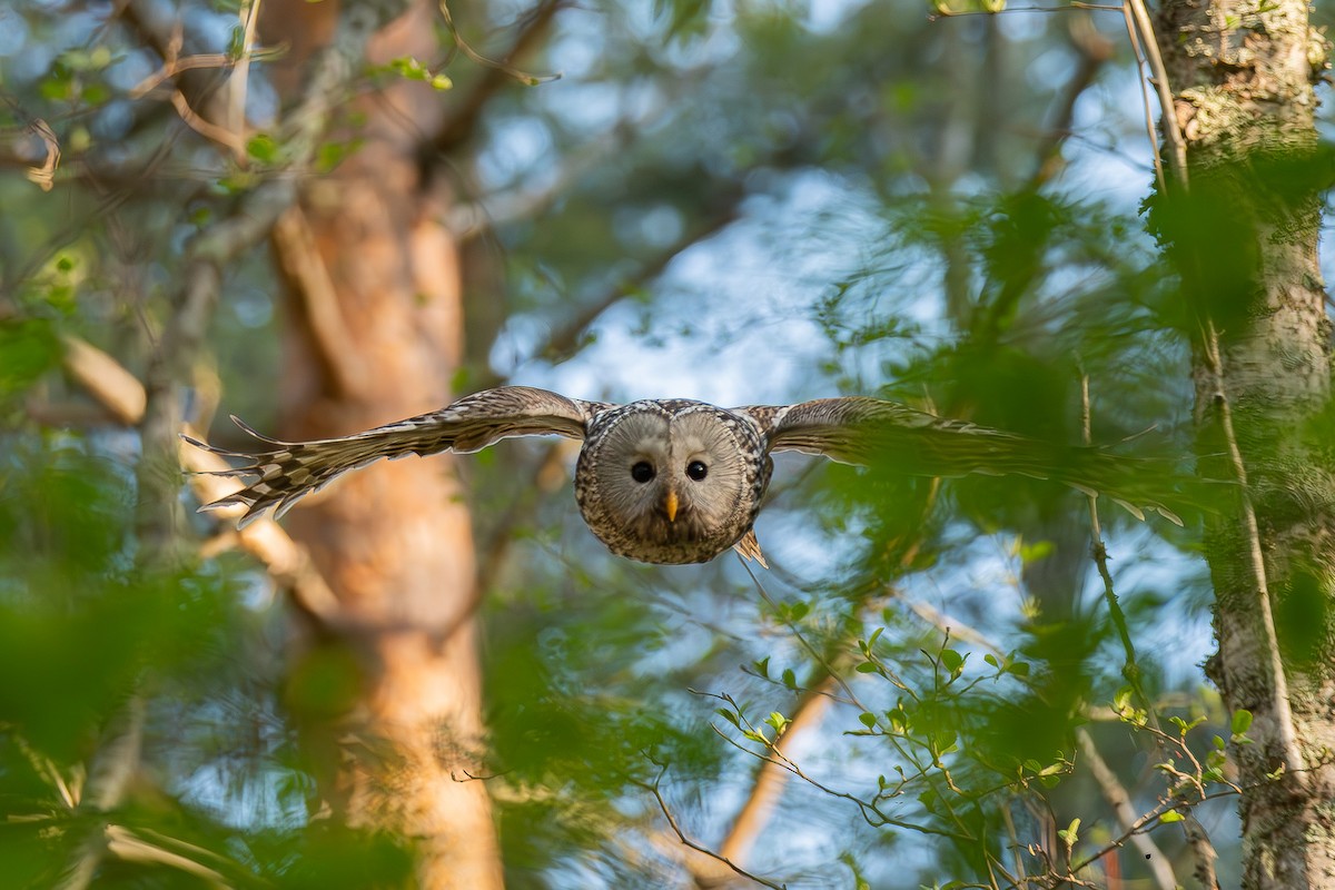 Ural Owl - ML637968122