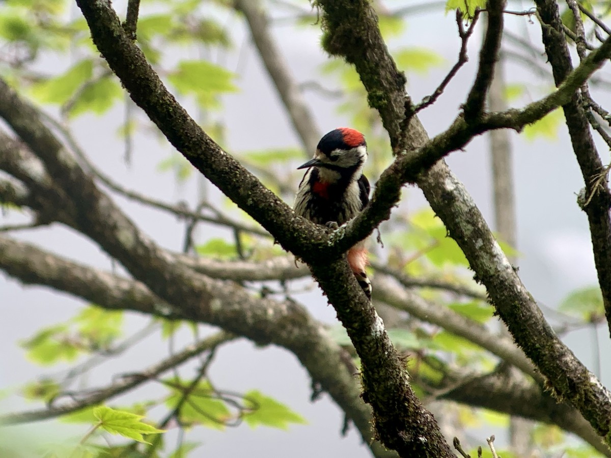Necklaced Woodpecker - ML637968137