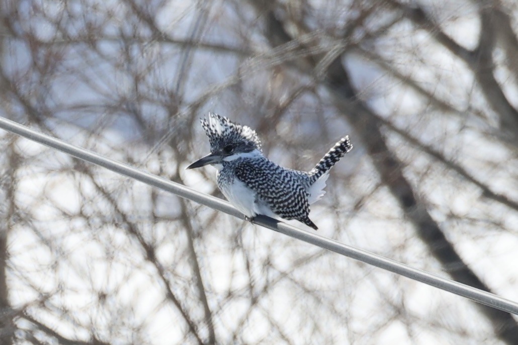 Crested Kingfisher - ML637968146