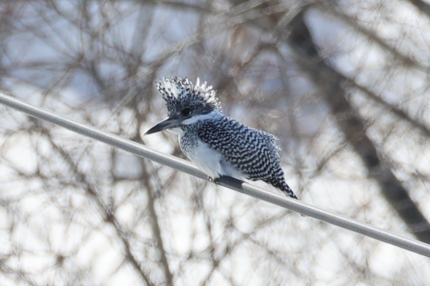 Crested Kingfisher - ML637968147