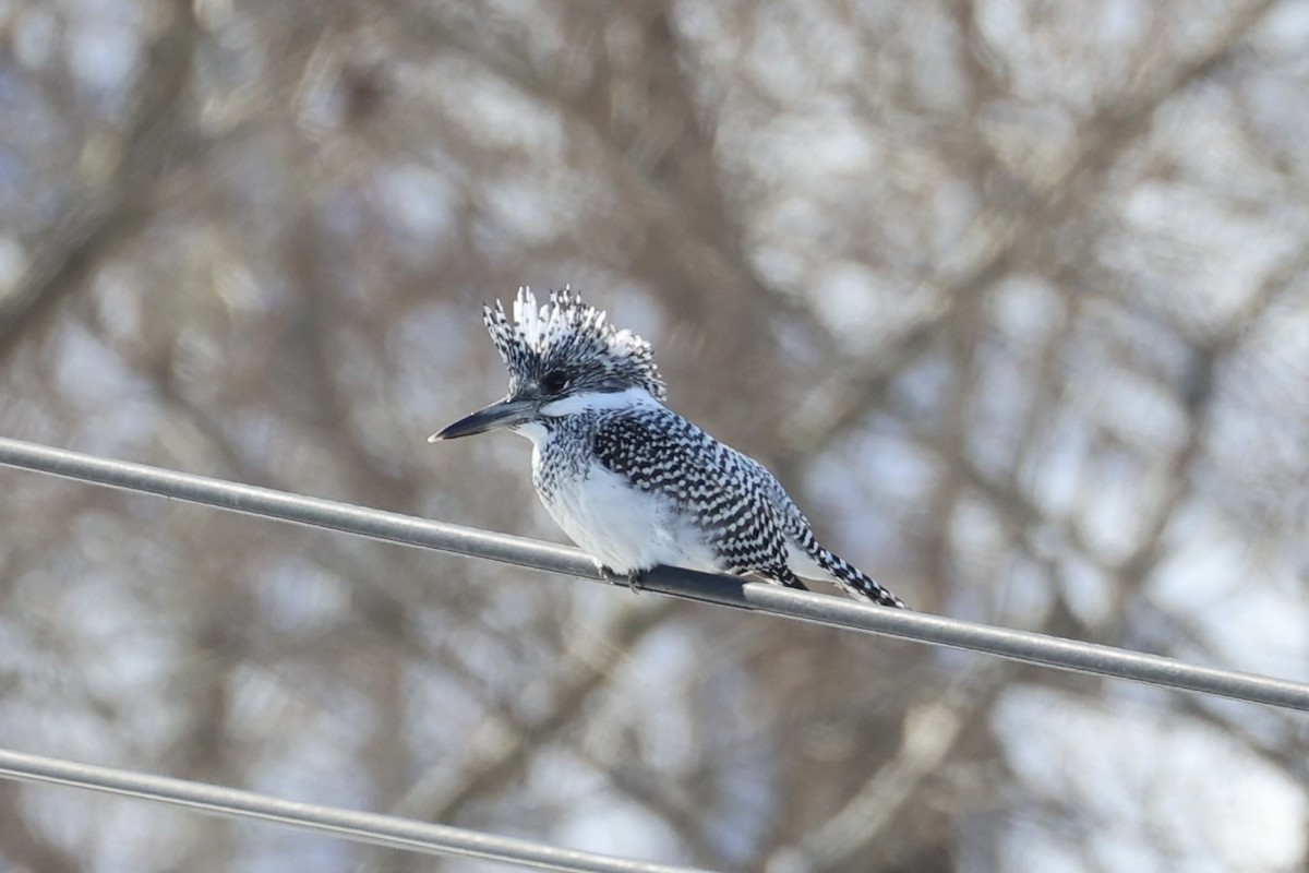 Crested Kingfisher - ML637968148
