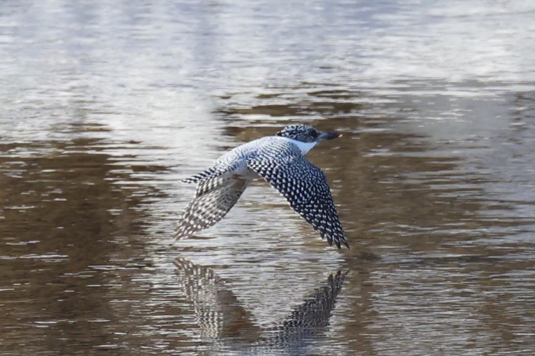 Crested Kingfisher - ML637968149