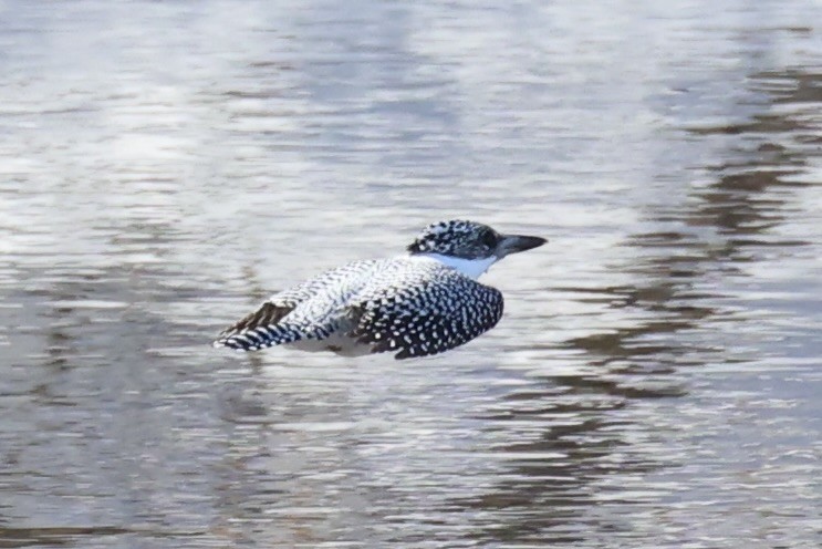 Crested Kingfisher - ML637968150
