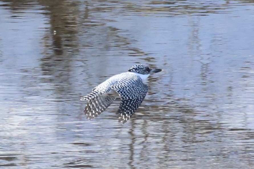 Crested Kingfisher - ML637968151