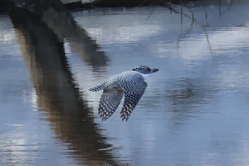Crested Kingfisher - ML637968153