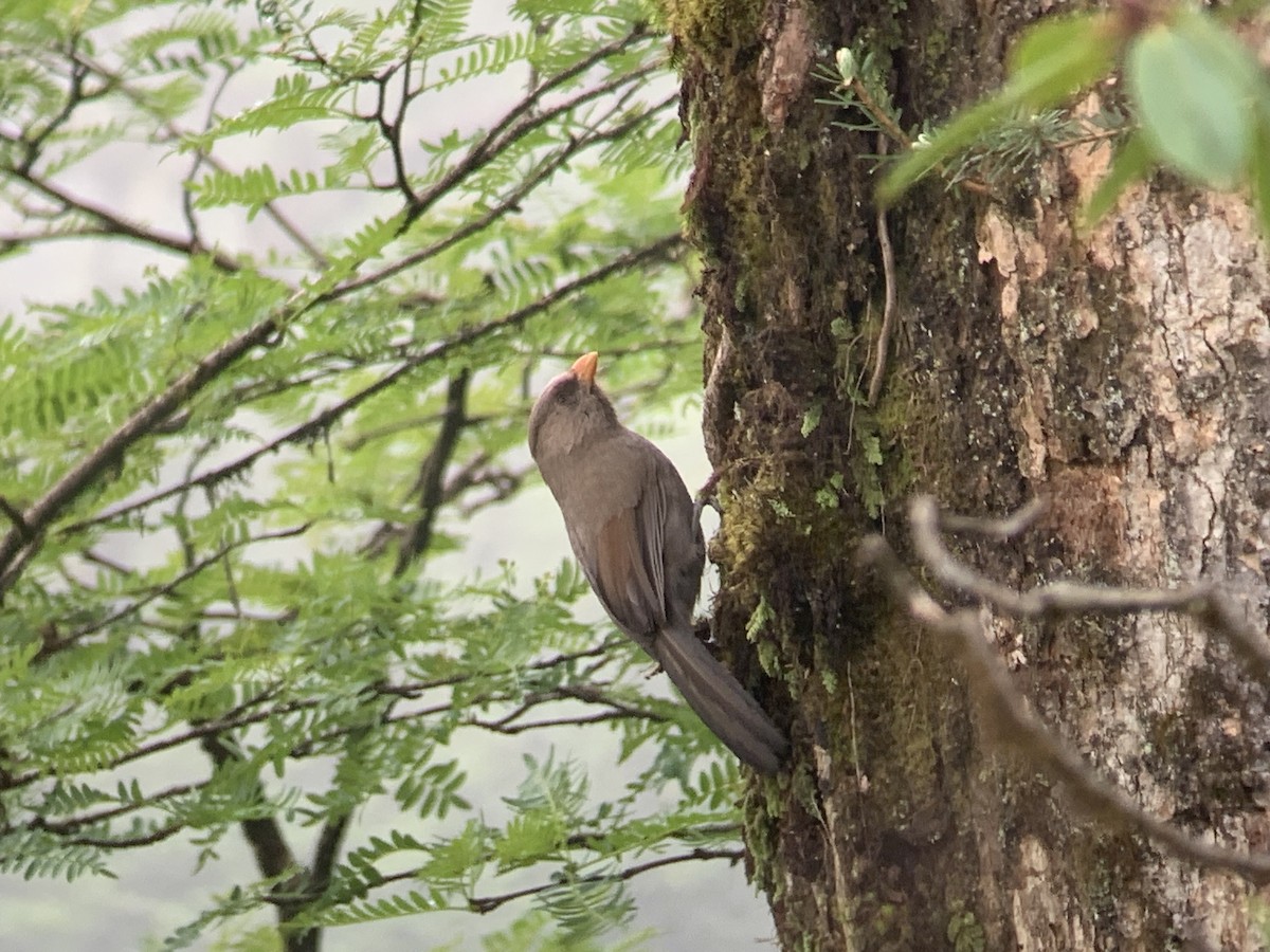 Great Parrotbill - ML637968161