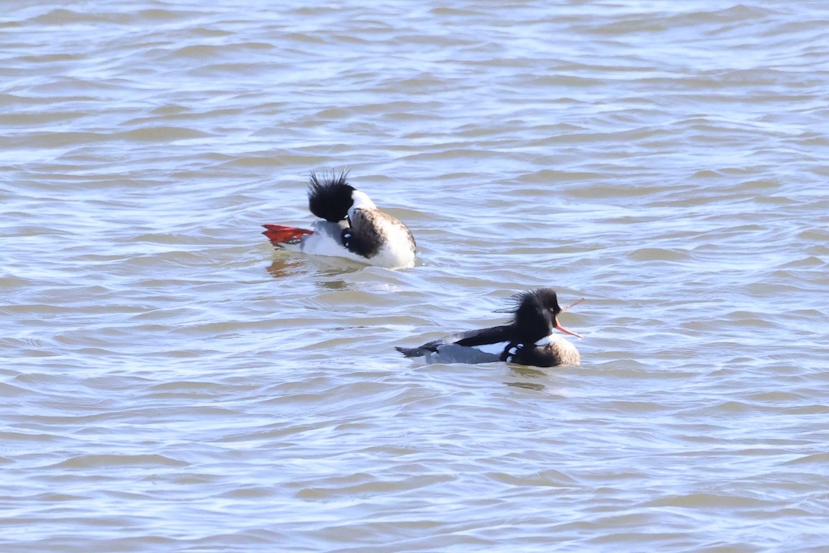 Сэвгэр бохио - ML637968194