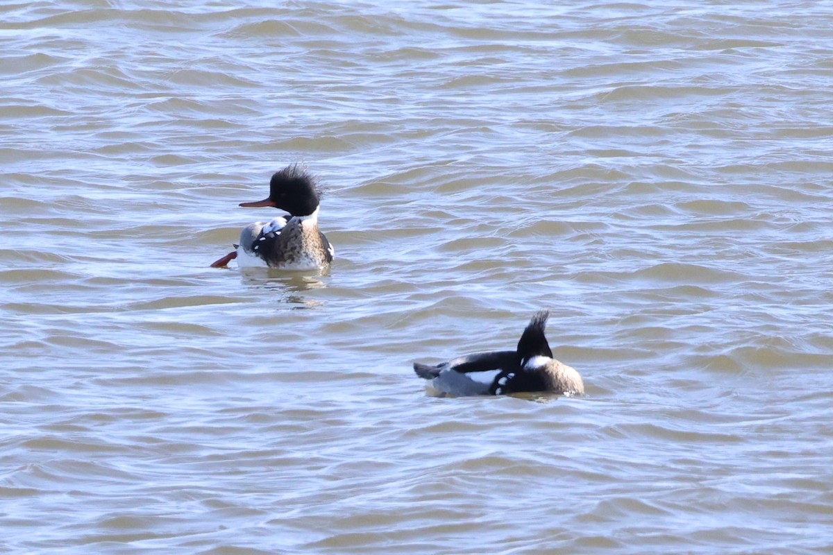 Сэвгэр бохио - ML637968195