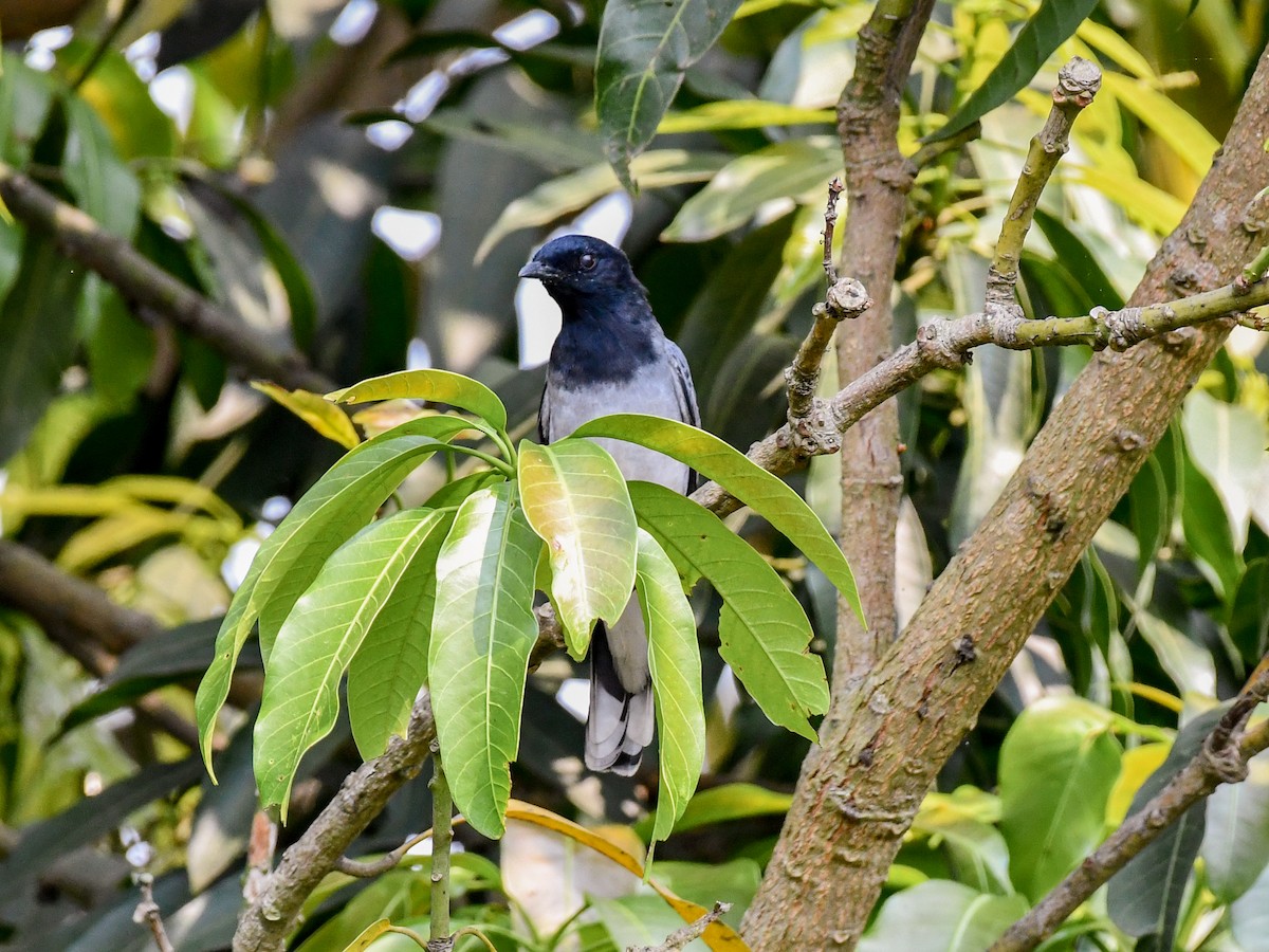 Black-headed Cuckooshrike - ML637968207