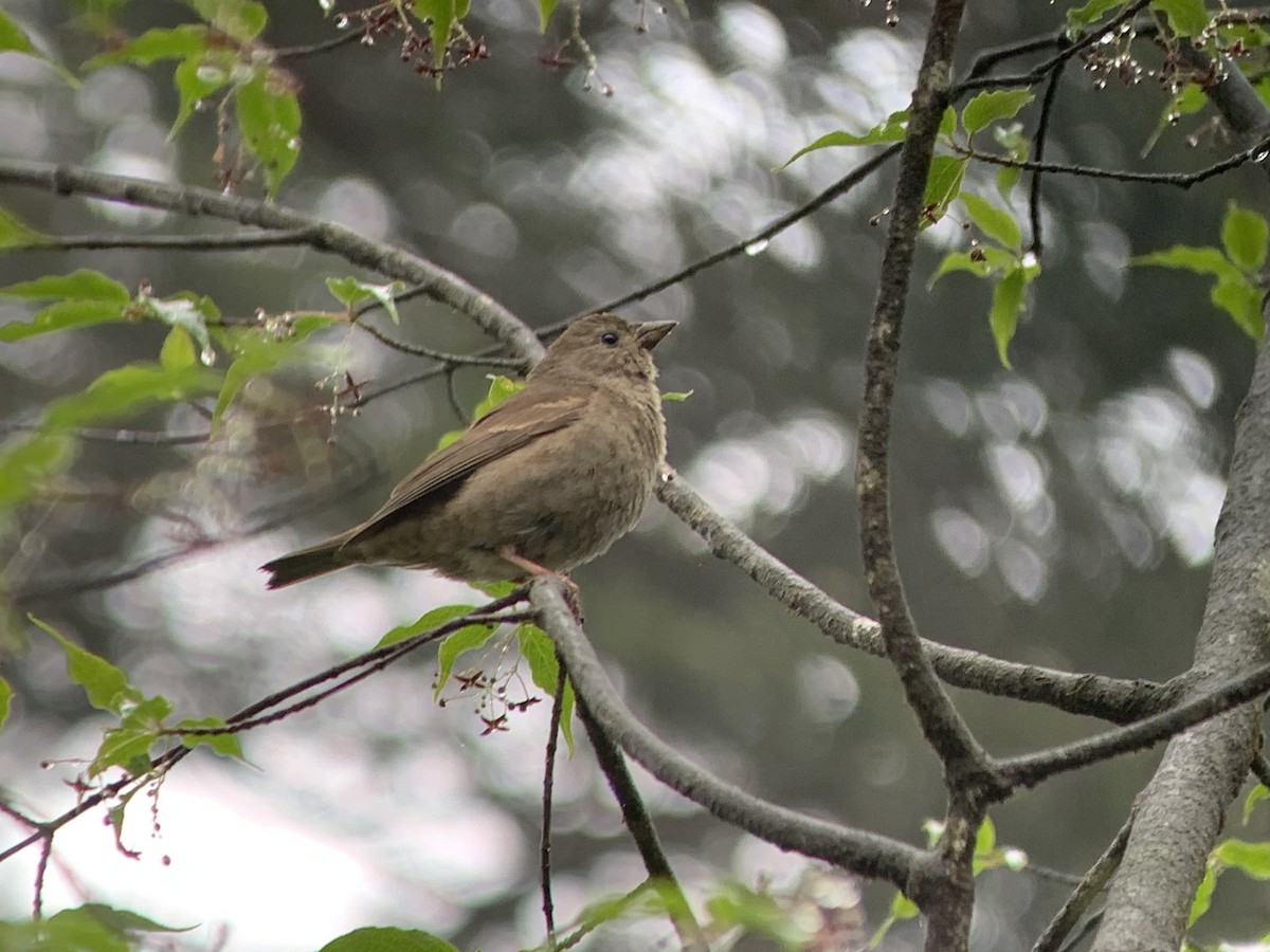 Blanford's Rosefinch - ML637968220
