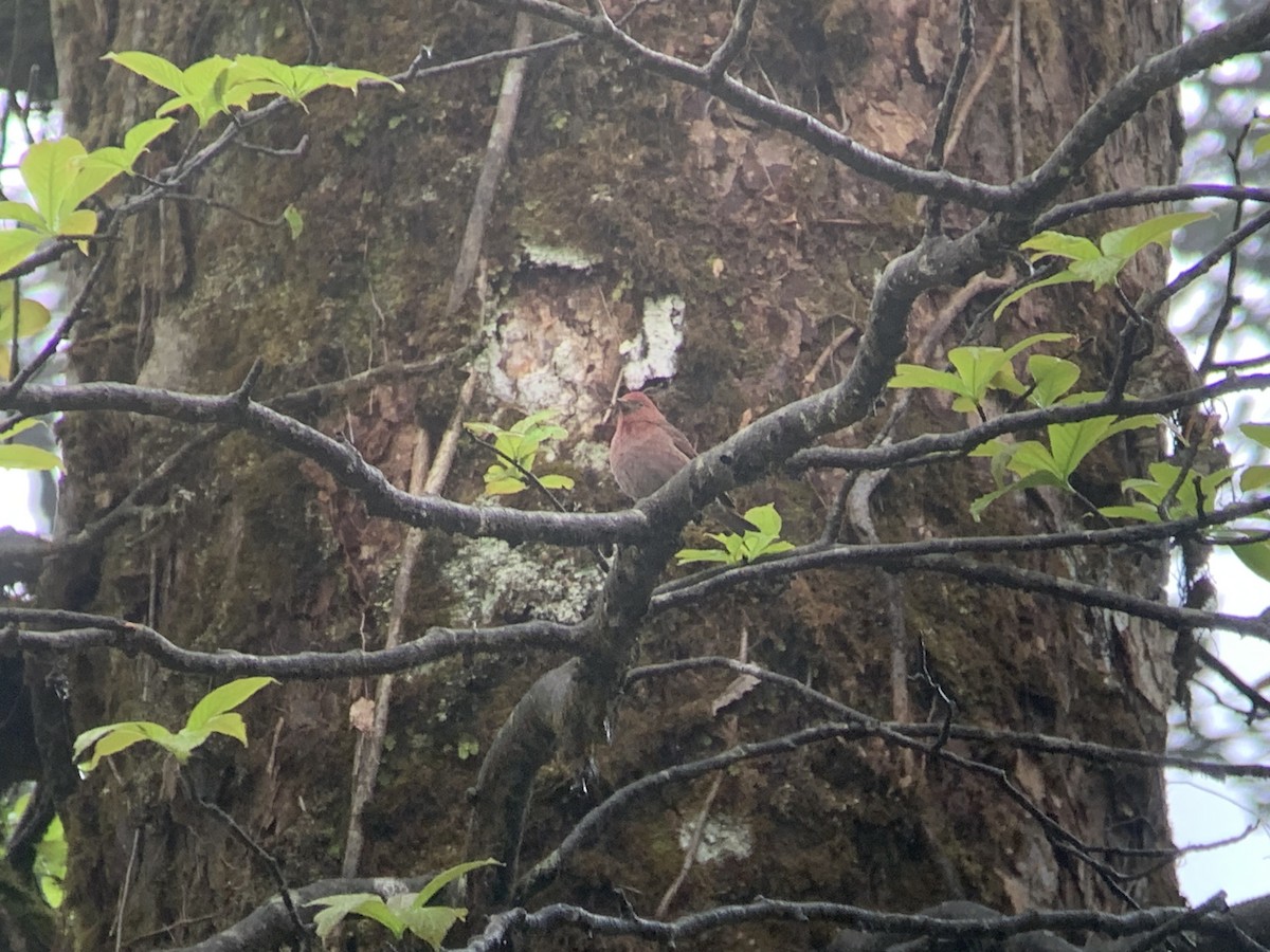 Blanford's Rosefinch - ML637968222