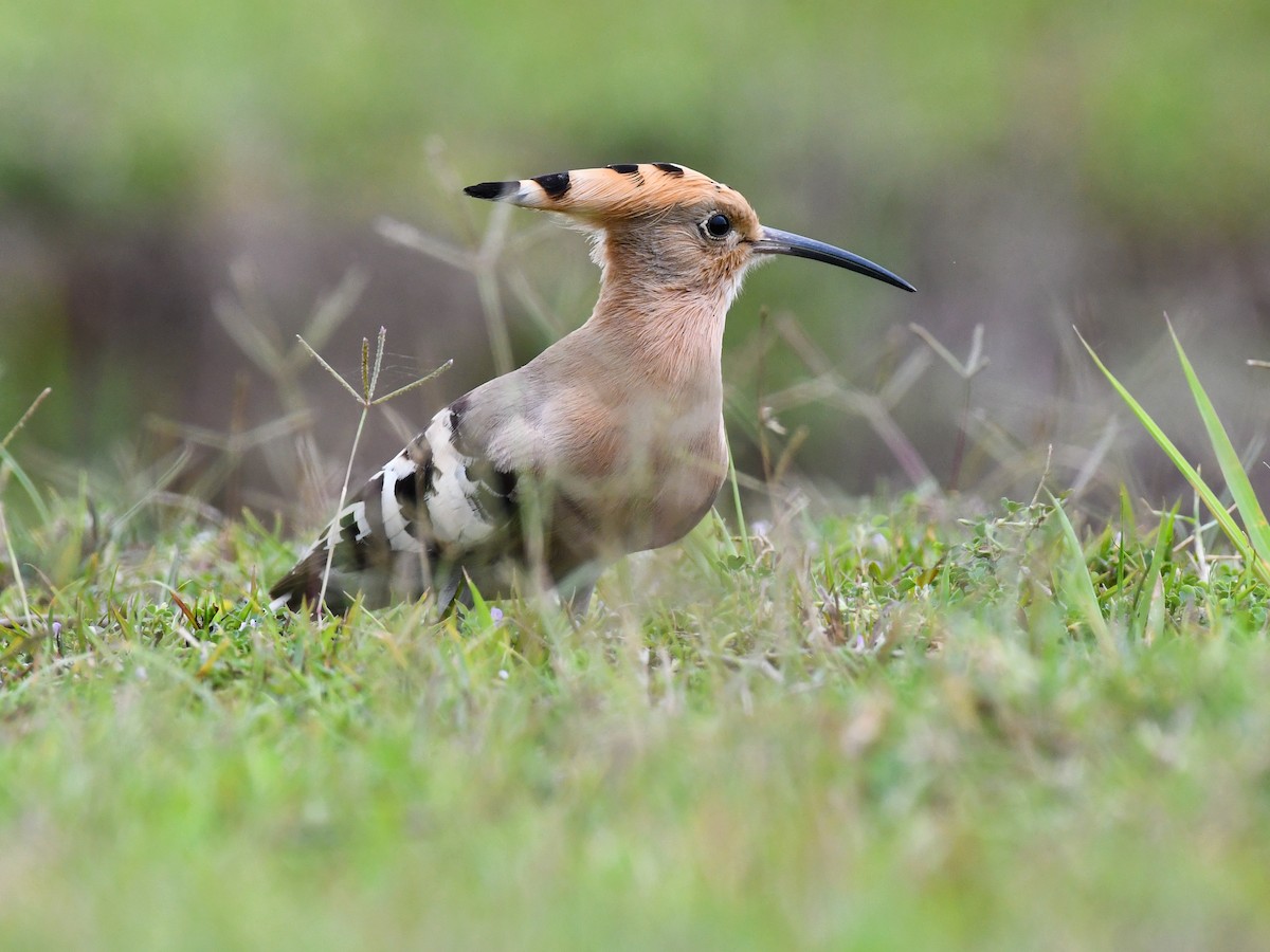 Eurasian Hoopoe - ML637968251