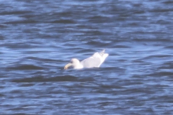Glaucous-winged Gull - ML637968265