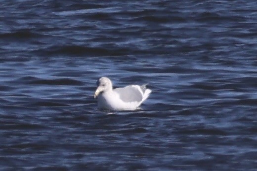 Glaucous-winged Gull - ML637968266
