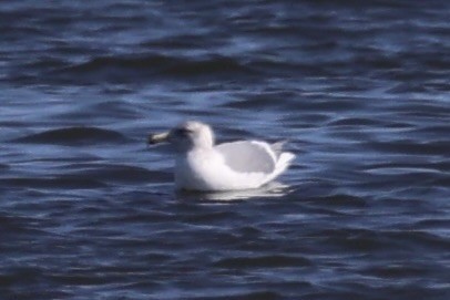 Glaucous-winged Gull - ML637968267