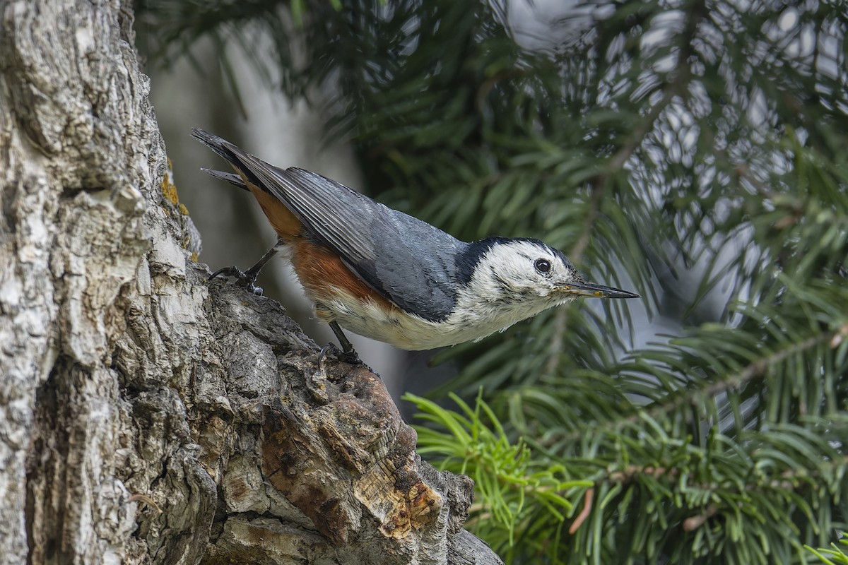 White-cheeked Nuthatch - ML637968269
