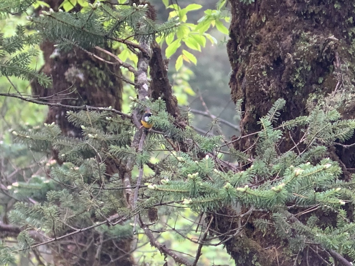 Golden-breasted Fulvetta - ML637968277