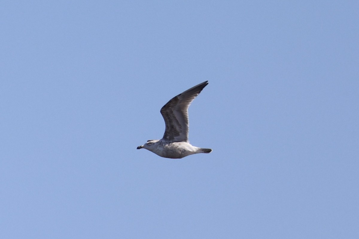 Slaty-backed Gull - ML637968308