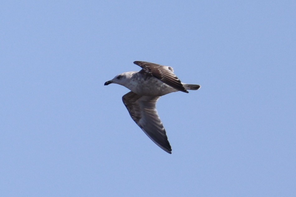 Slaty-backed Gull - ML637968309