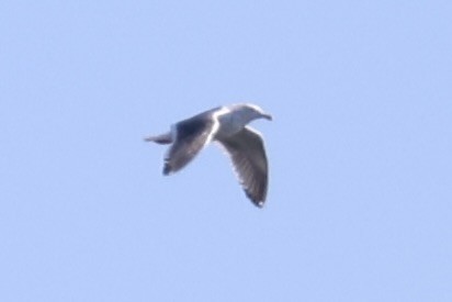 Slaty-backed Gull - ML637968310