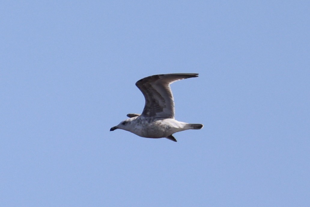 Slaty-backed Gull - ML637968311