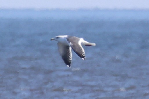 Slaty-backed Gull - ML637968312