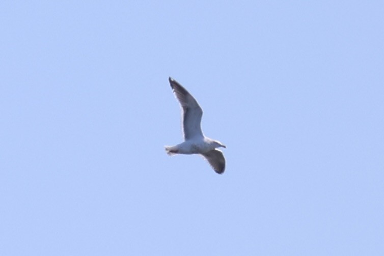 Slaty-backed Gull - ML637968313