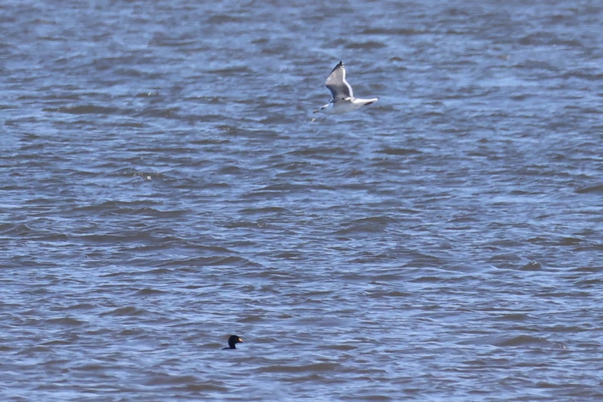 Slaty-backed Gull - ML637968314