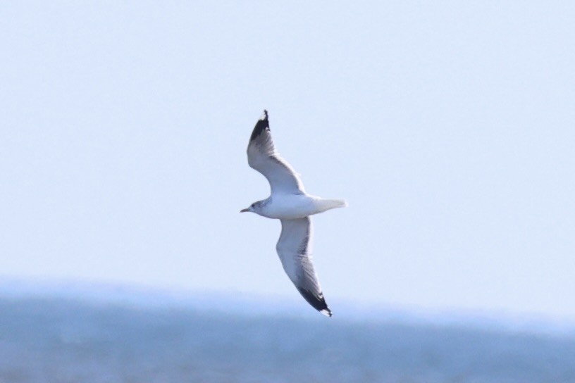 Үүлэн цахлай - ML637968321