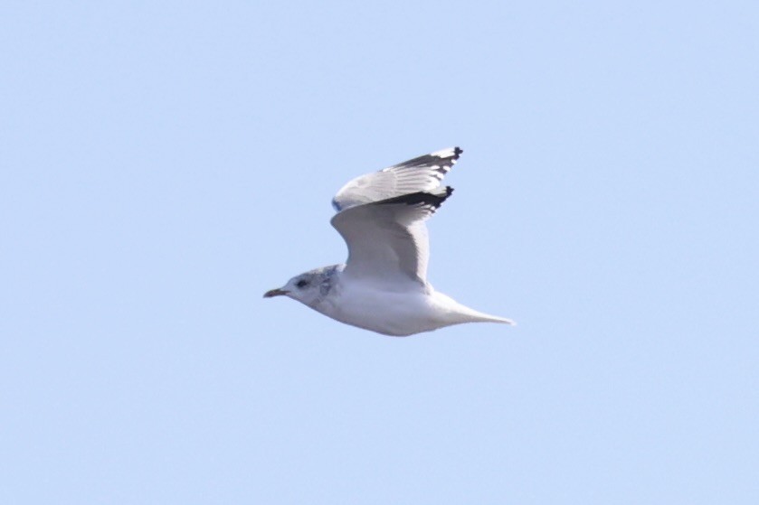 Үүлэн цахлай - ML637968324