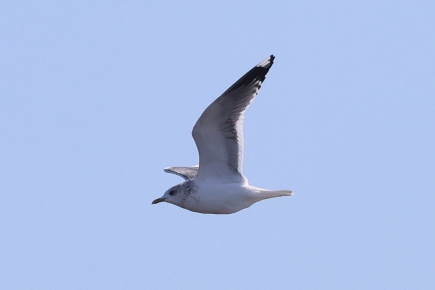 Үүлэн цахлай - ML637968325