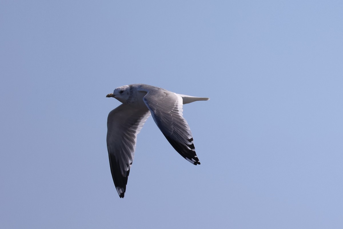 Үүлэн цахлай - ML637968327