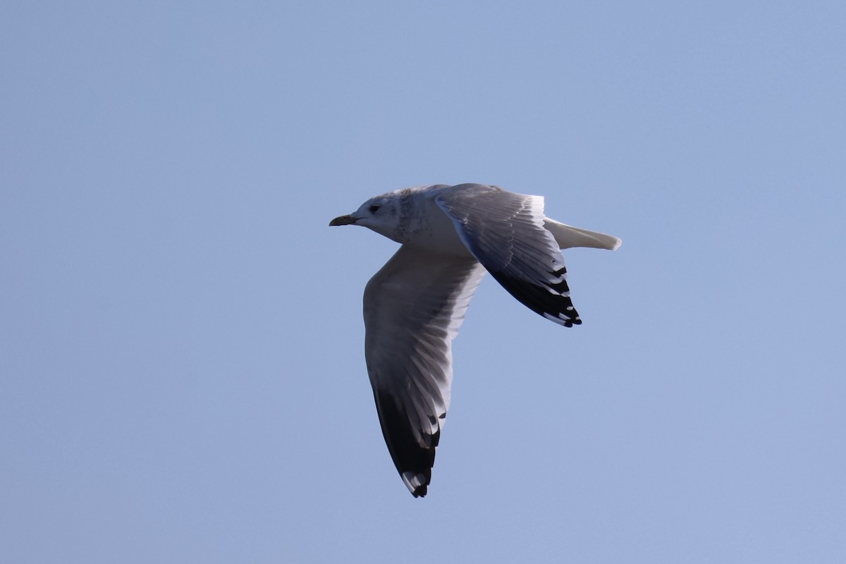 Үүлэн цахлай - ML637968329