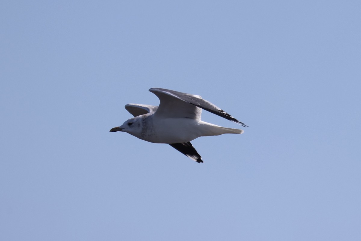 Үүлэн цахлай - ML637968332