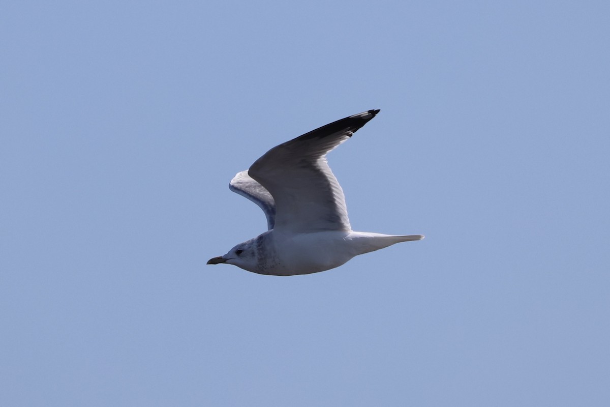 Үүлэн цахлай - ML637968334