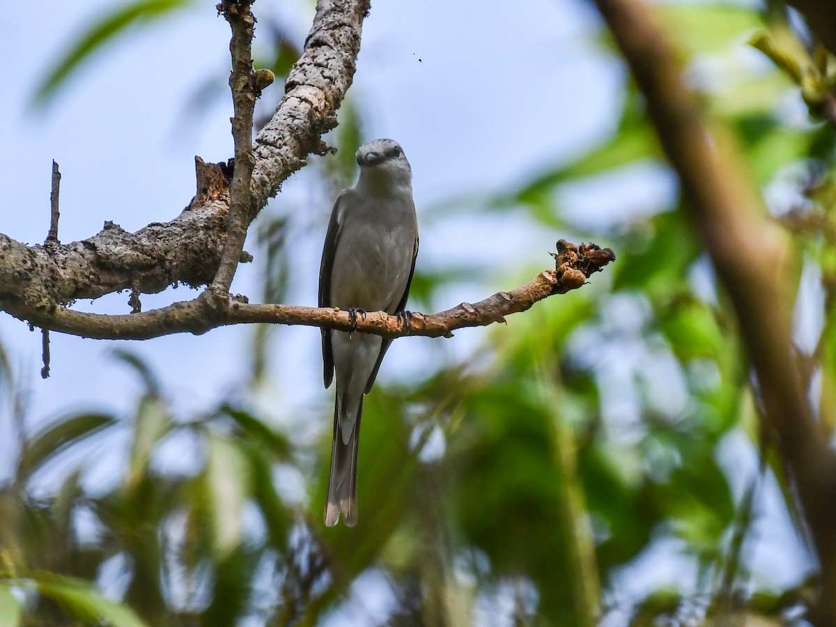 Brown-rumped Minivet - ML637968343