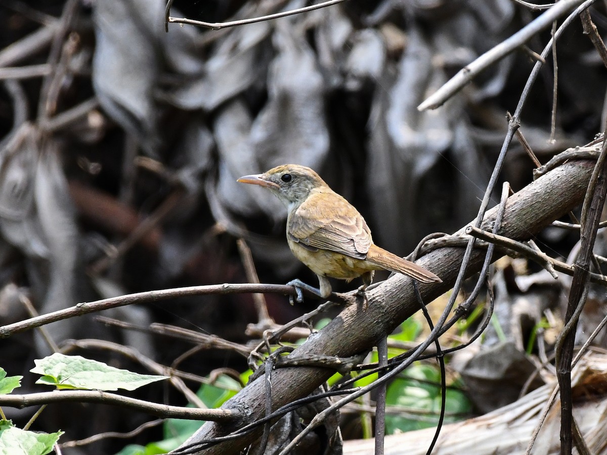 Thick-billed Warbler - ML637968349