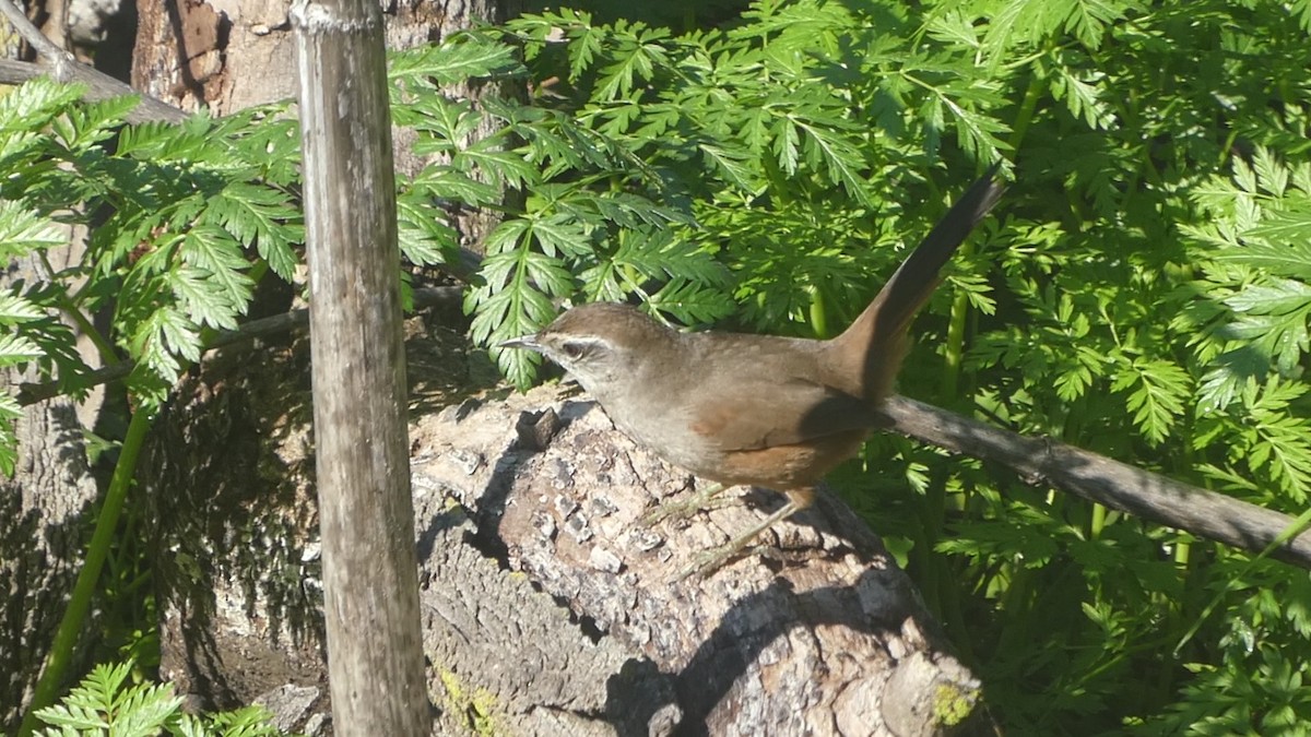 Dusky-tailed Canastero - ML637968360
