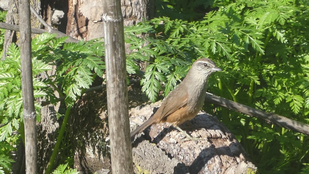 Dusky-tailed Canastero - ML637968361