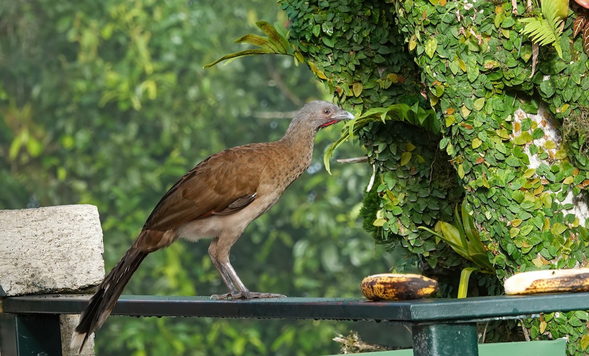 Gray-headed Chachalaca - ML637968389