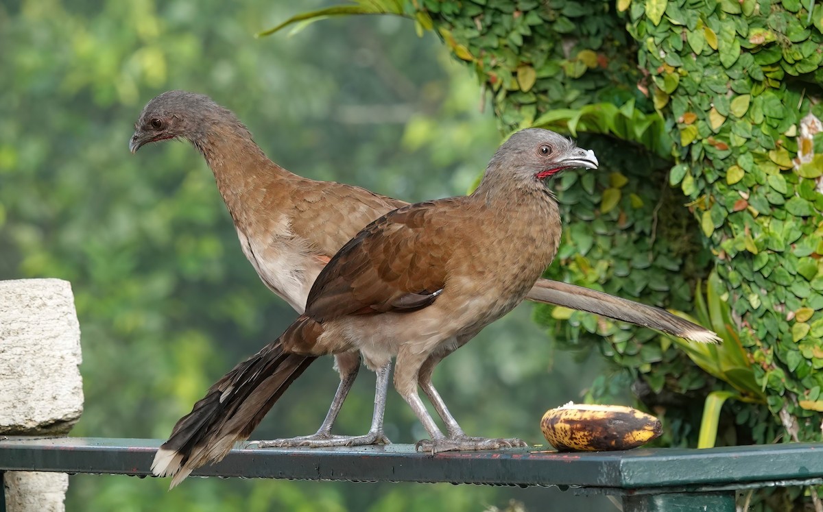 Gray-headed Chachalaca - ML637968396