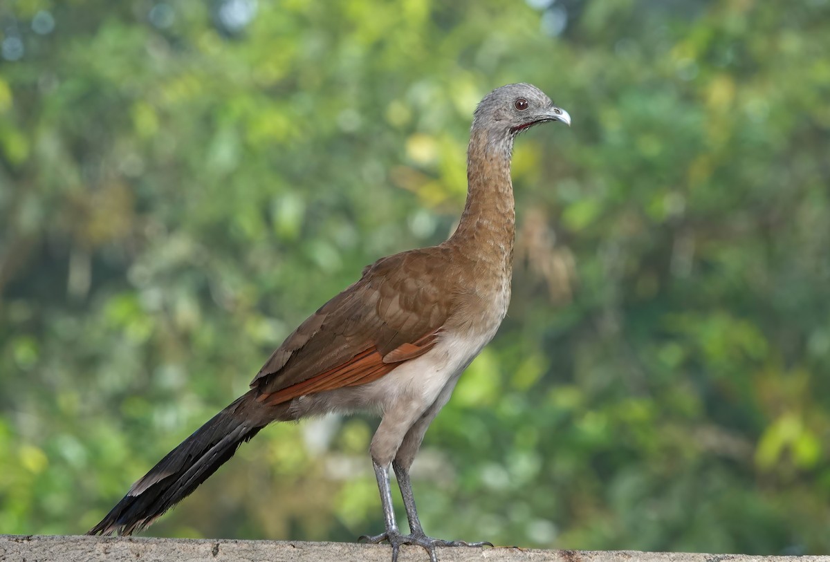 Gray-headed Chachalaca - ML637968398