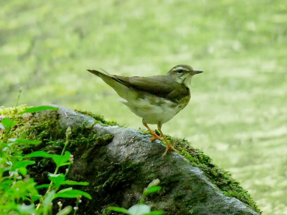 Louisiana Waterthrush - ML637968401