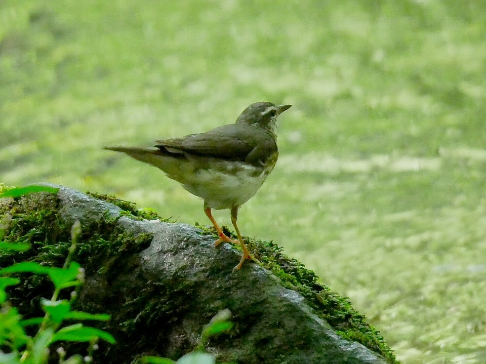 Louisiana Waterthrush - ML637968402