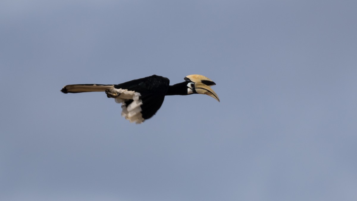 Oriental Pied-Hornbill - ML637968407