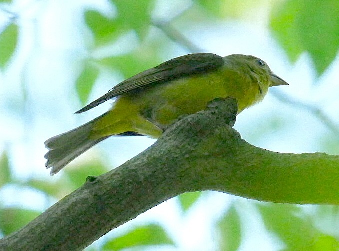 Scarlet Tanager - ML637968411