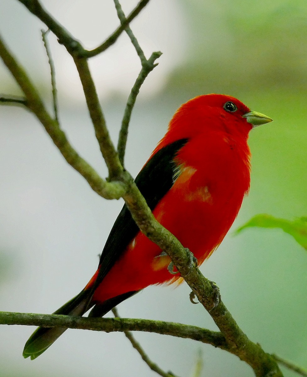 Scarlet Tanager - ML637968414